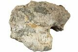 Dinosaur (Triceratops) Cranial Element - North Dakota #237662-1